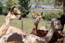 Private Wine Tour Cape Town with Local Guide, Tasting Fees Includ