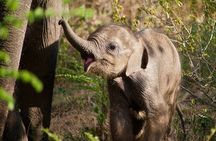 Udawalawe National Park Safari | Jeep with Tickets