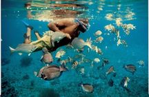Experience Dolphin watching and snorkeling in Muscat