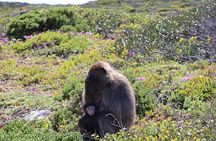 Tour Cape Peninsula and Boulders Beach Day Trip from Cape Town