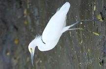 Palo Verde National Park Safari Boat Tour