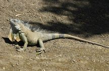 Palo Verde National Park Safari Boat Tour