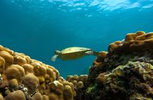 Snorkeling Experience at Ad Daymaniyat Islands in Muscat