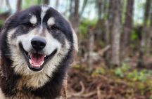 Alaskan Sled Dog Excursion in Fairbanks