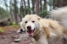 Alaskan Sled Dog Excursion in Fairbanks