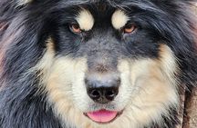 Alaskan Sled Dog Excursion in Fairbanks