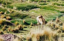 Tour Geysers del Tatio