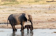 Chobe Day Trip from Victoria Falls