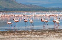 Full-Day Lake Nakuru National Park Private Tour from Nairobi
