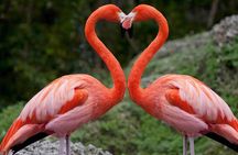 Half Day Tour To Lake Nakuru National Park Private From Nakuru