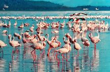 Full-Day Lake Nakuru National Park Private Tour from Nairobi
