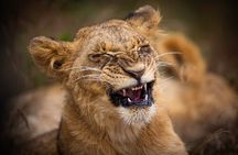 5Hrs Nairobi National Park Morning\Evening gamedrive 4x4 vehicle