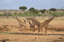 5Hrs Nairobi National Park Morning\Evening gamedrive 4x4 vehicle