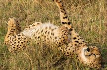 5Hrs Nairobi National Park Morning\Evening gamedrive 4x4 vehicle