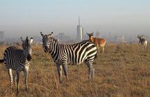 Private Half Day Tour in Nairobi National Park Safari