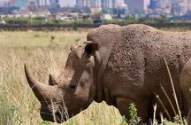 Private Half Day Tour in Nairobi National Park Safari