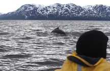 Small group Whale watching