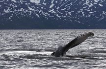 Small group Whale watching