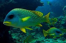 Snorkeling Experience at Ad Daymaniyat Islands in Muscat