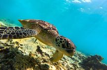 Snorkeling Experience at Ad Daymaniyat Islands in Muscat