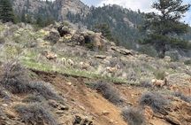 Purple Points Private Tours of Rocky Mountain National Park
