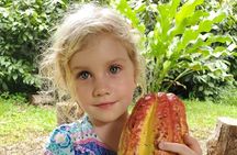 Traditional Chocolate Making in Belize