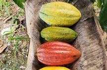 Traditional Chocolate Making in Belize