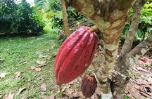Traditional Chocolate Making in Belize