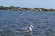 Dolphin/Manatee Pontoon Boat Tour with Local Expert