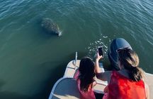 Dolphin/Manatee Pontoon Boat Tour with Local Expert