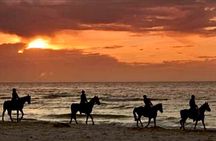 Horseback riding on beach, Winery, Alpacas, penguins & cowboyBBQ 