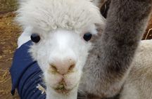 Horseback riding on beach, Winery, Alpacas, penguins & cowboyBBQ 