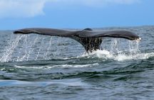 Bahía Málaga: Humpback Whale Watching in Cali - Colombia