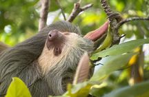 Private Urban Wildlife City Tour from Manuel Antonio to Quepos