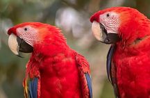 Private Urban Wildlife City Tour from Manuel Antonio to Quepos