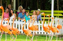 Flamingo March & Pirates Adventure Tour Nassau