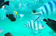 Full Day Private Mnemba Island + Turtles Aquarium & Kendwa Beach