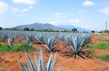 Full-Day Private Tour in Guadalajara