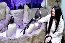 Dubai Aquarium & Underwater Zoo + Penguin Cove Entry Tickets