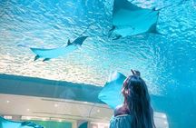 Dubai Aquarium & Underwater Zoo + Penguin Cove Entry Tickets
