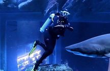 Dubai Aquarium & Underwater Zoo + Penguin Cove Entry Tickets