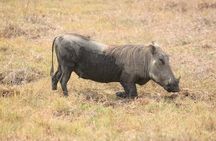 Discover the magic of Safari at Kruger