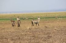 Discover the magic of Safari at Kruger