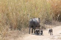 Discover the magic of Safari at Kruger