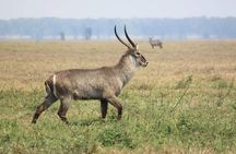 Discover the magic of Safari at Kruger