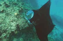Snorkeling In Nusa Penida Departing From Bali Island