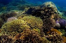 Snorkeling In Nusa Penida Departing From Bali Island