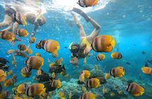 Snorkeling In Nusa Penida Departing From Bali Island