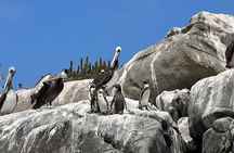 Horseback riding on beach, Winery, Alpacas, penguins & cowboyBBQ 