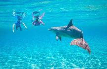 Dolphin Discovery Adventure in Hurghada